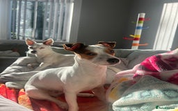 Jack Russell dogs for sale: Stunning Miniature Jack Russell Puppies!!! - Image 20