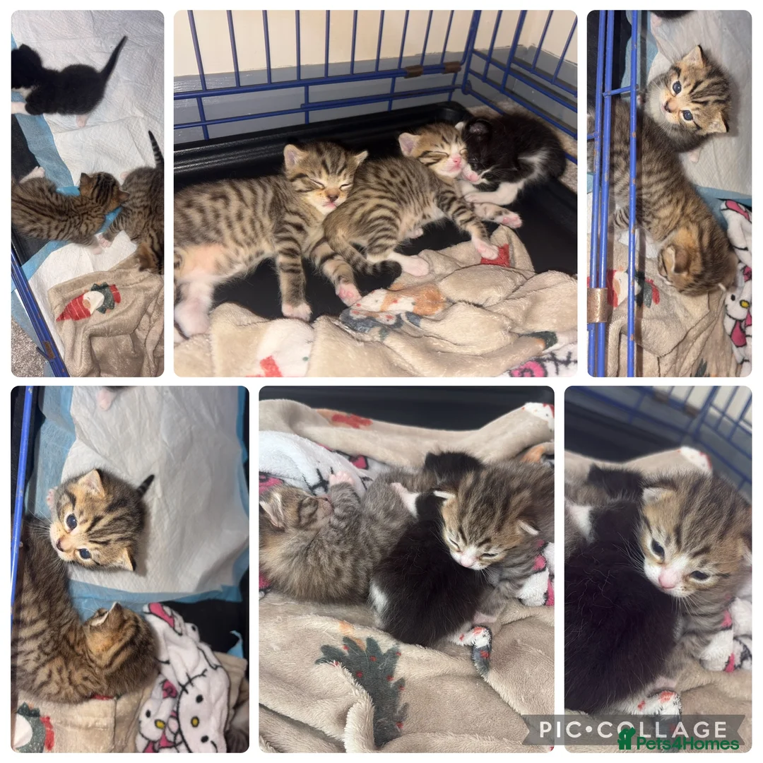 Mixed Breed cats for sale: gorgeous 1/4 ragdoll/tabby kittens for sale - Advert 2