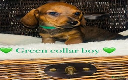 Miniature Dachshund dogs for sale: Stunning miniature daschund puppies  - Image 12
