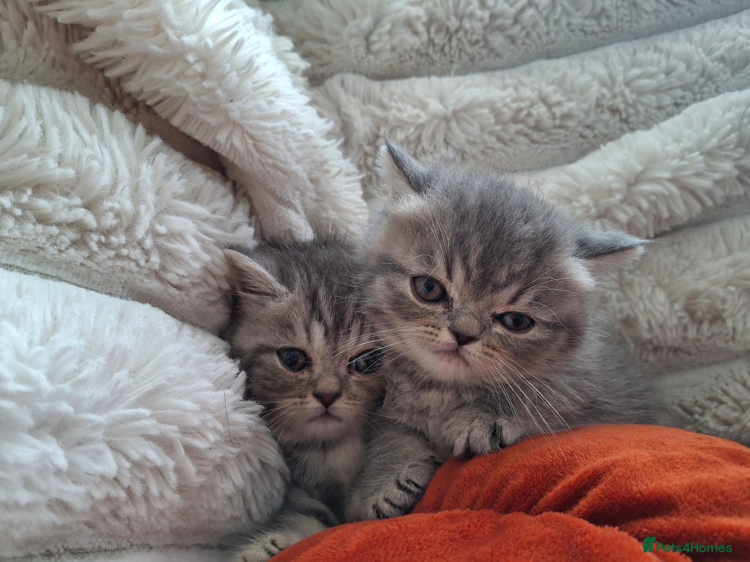 Mixed Breed cats for sale: Beautiful Persian/Exotic kittens ready now! 💫 - Image 9