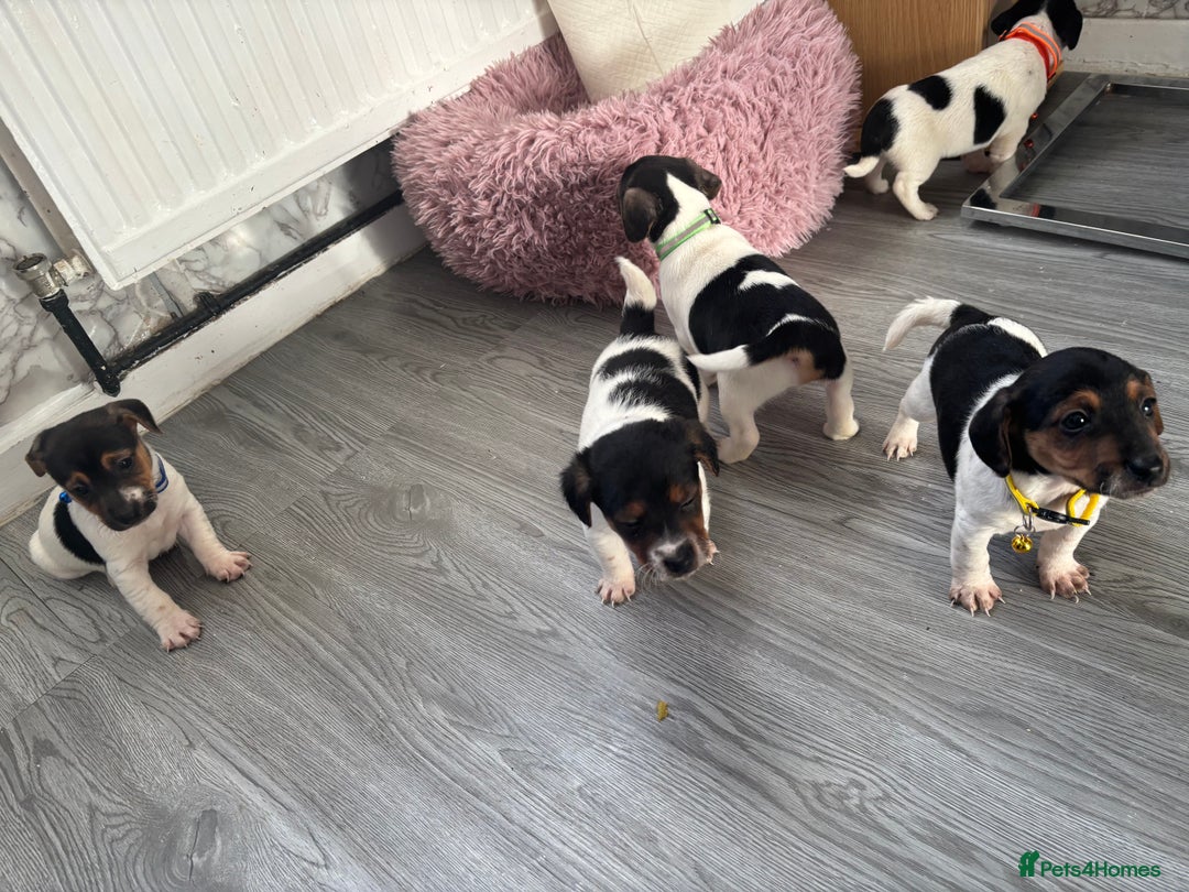 Jack Russell dogs for sale: 5 traditional Jack Russell puppys  - Advert 2