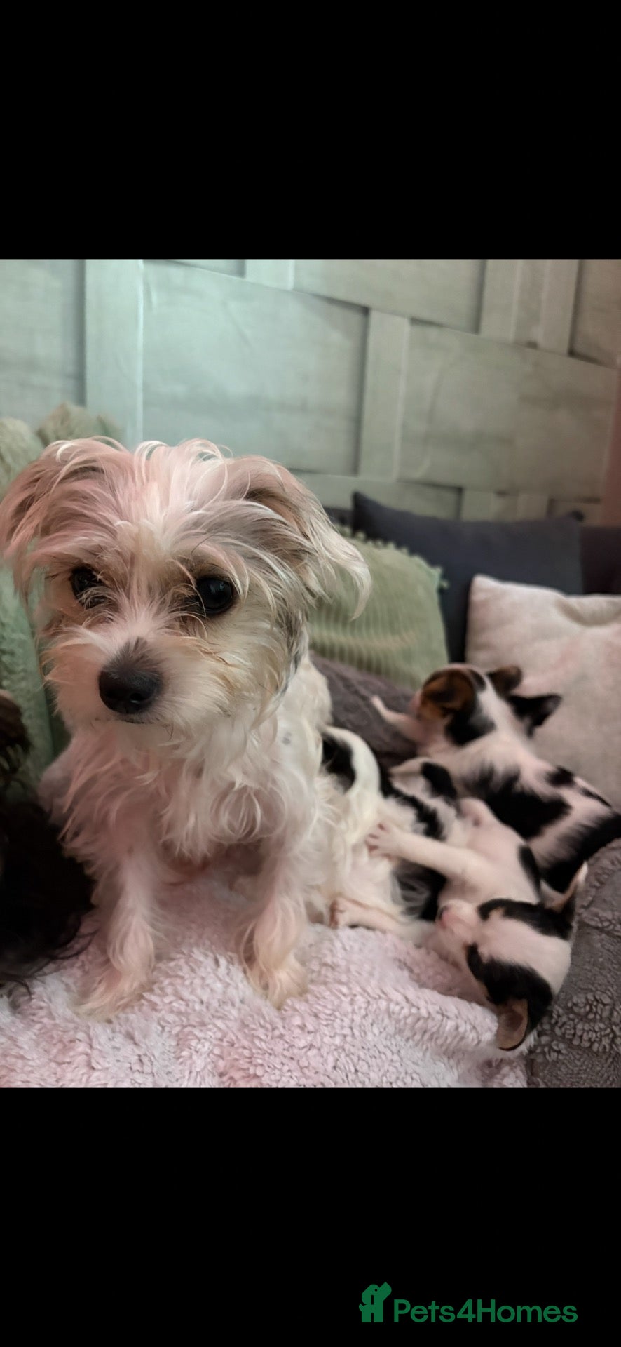 Mixed Breed dogs Chorkie cross morkie pups  - Advert 1
