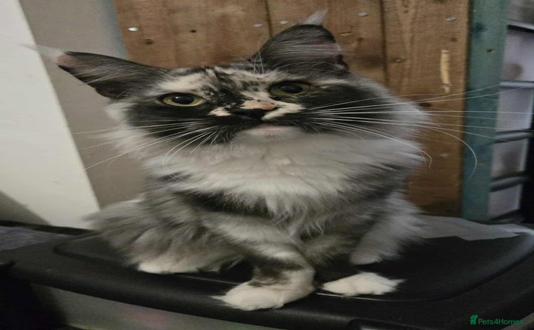 Maine Coon cats - Advert 4