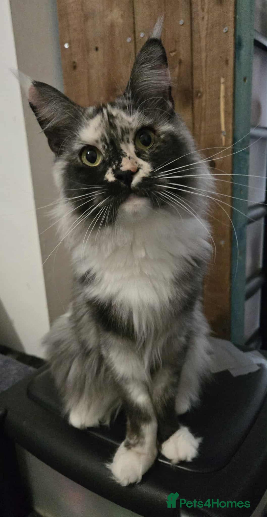 Maine Coon cats for sale: Beautiful girl looking for forever home. - Image 1