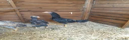 Chickens poultry for sale: Shamo , Brazilian,  aseel  - Advert 1