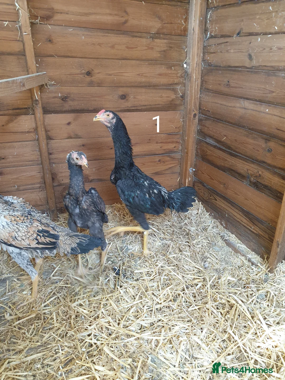 Chickens poultry for sale: Shamo , Brazilian,  aseel  - Advert 1