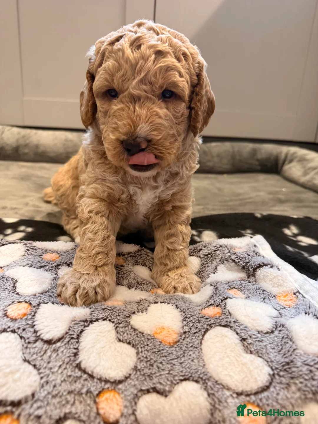 Labradoodle dogs for sale: Beautiful Labradoodle Puppies Available 🐾 - Advert 8