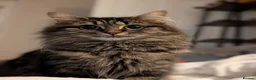 Mixed Breed cats for sale: 3 Gorgeous Tabby Boys available - Advert 4