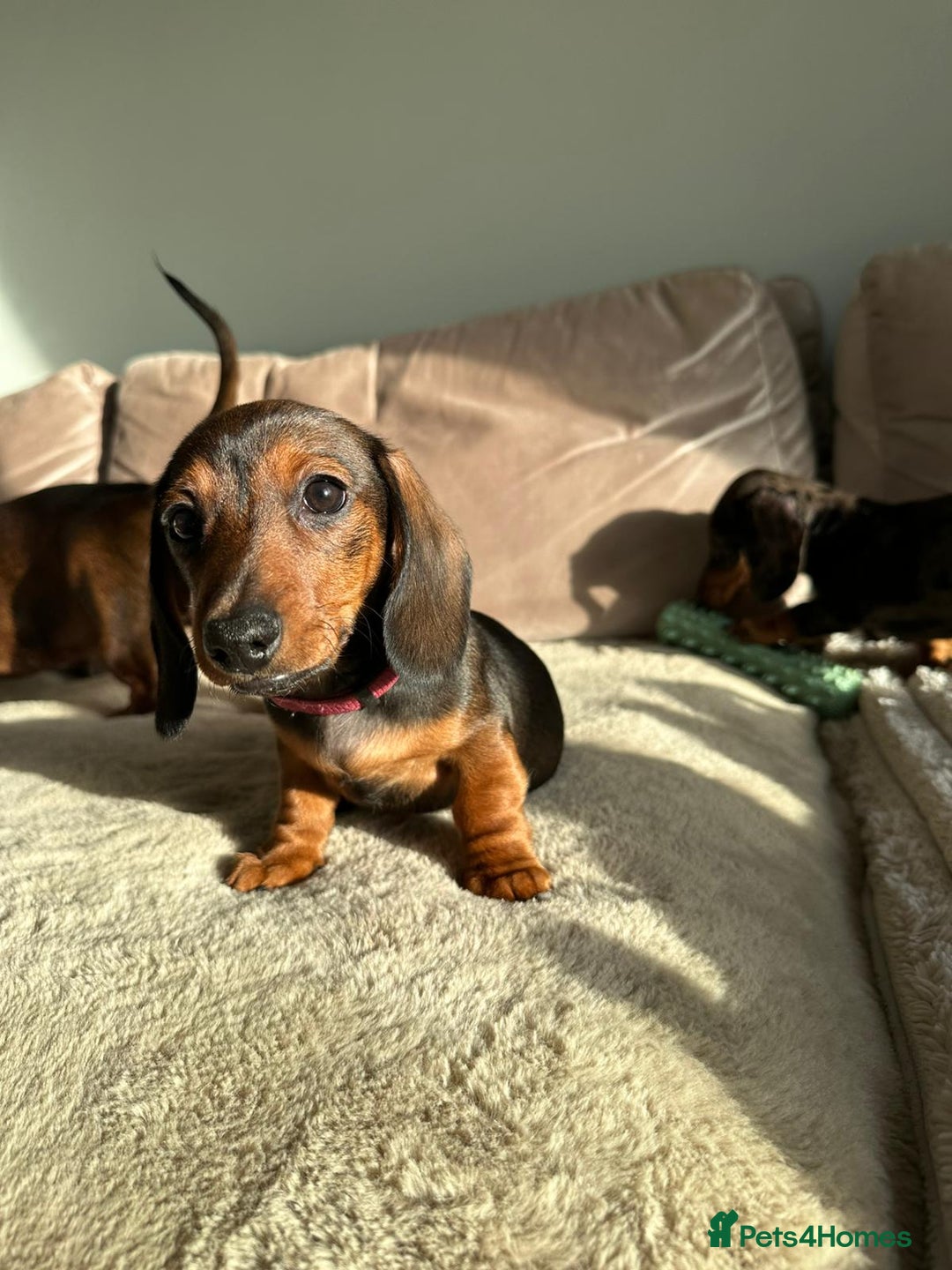 Miniature Dachshund dogs for sale: KC registered PRA CLR miniature dachshund  - Advert 2