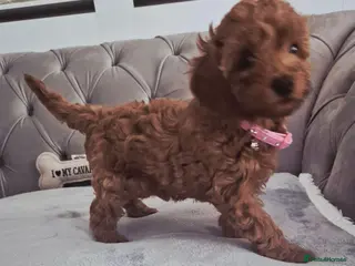 Cavapoo dogs F1B HEALTH TESTED RUBY CAVERPOOS - Advert 13