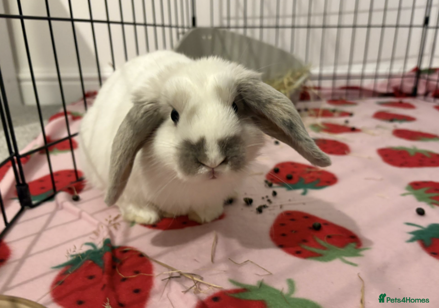 Mixed Breed rabbits Bunnies available for adoption  - Advert 19