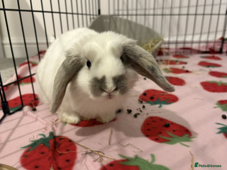 Mixed Breed rabbits Bunnies available for adoption - Advert 19