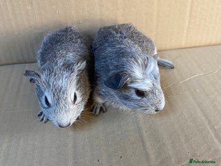 Guinea Pig rodents - Advert 22