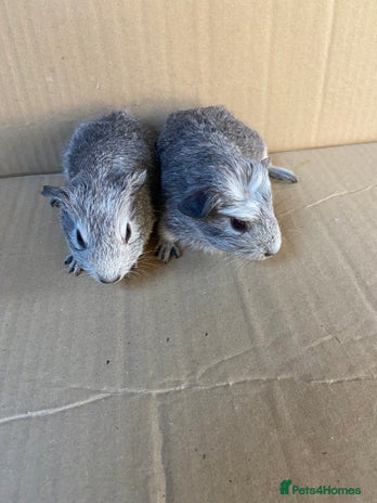 Guinea Pig rodents - Advert 2