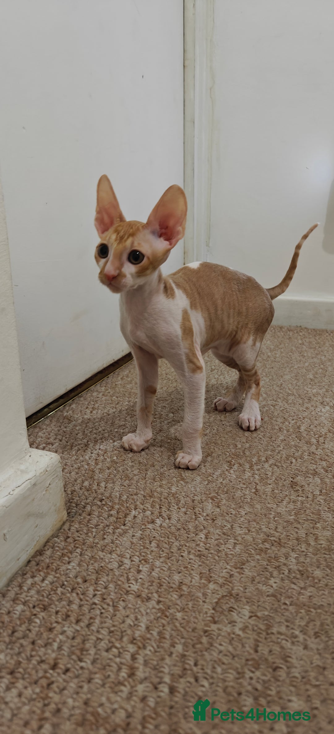 Cornish Rex cats for sale: Cornish Rex kittens available to reserve. - Image 12