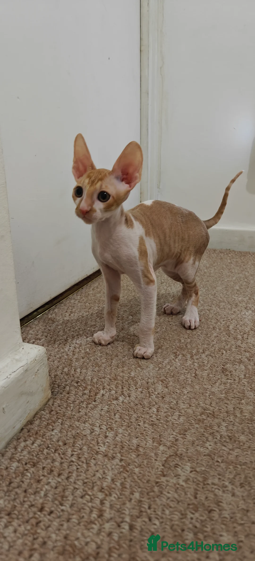 Cornish Rex cats for sale: Cornish Rex Kitten Ready for his new  home! - Advert 6