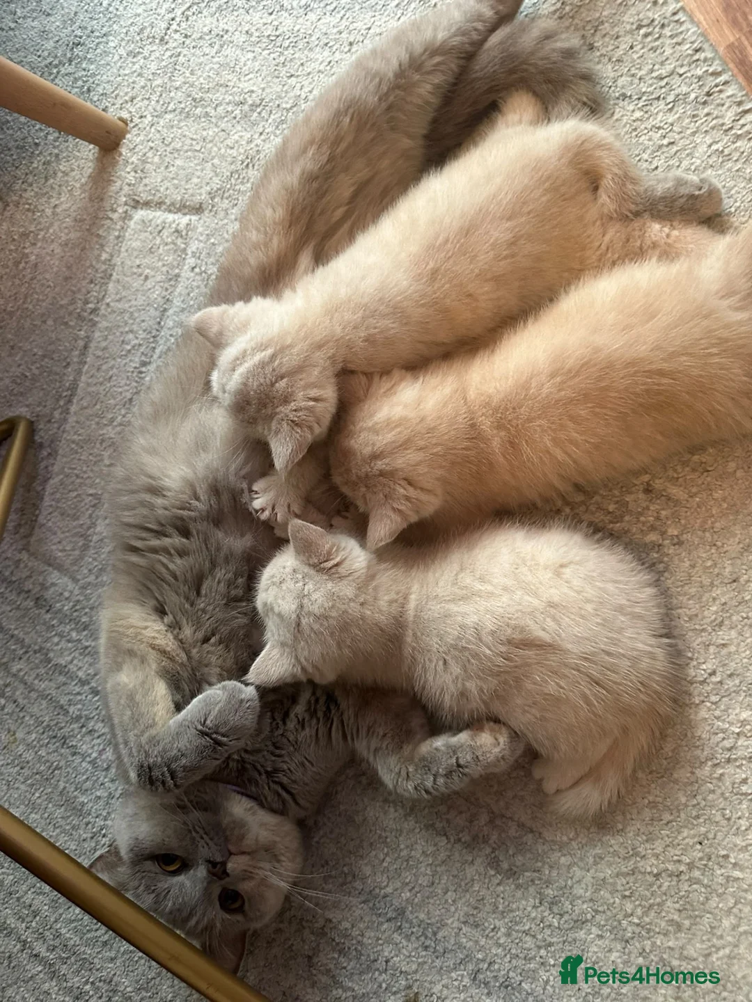 British Shorthair cats for sale: Beautiful Cream Coloured British Shorthair kittens in Manchester - Advert 7