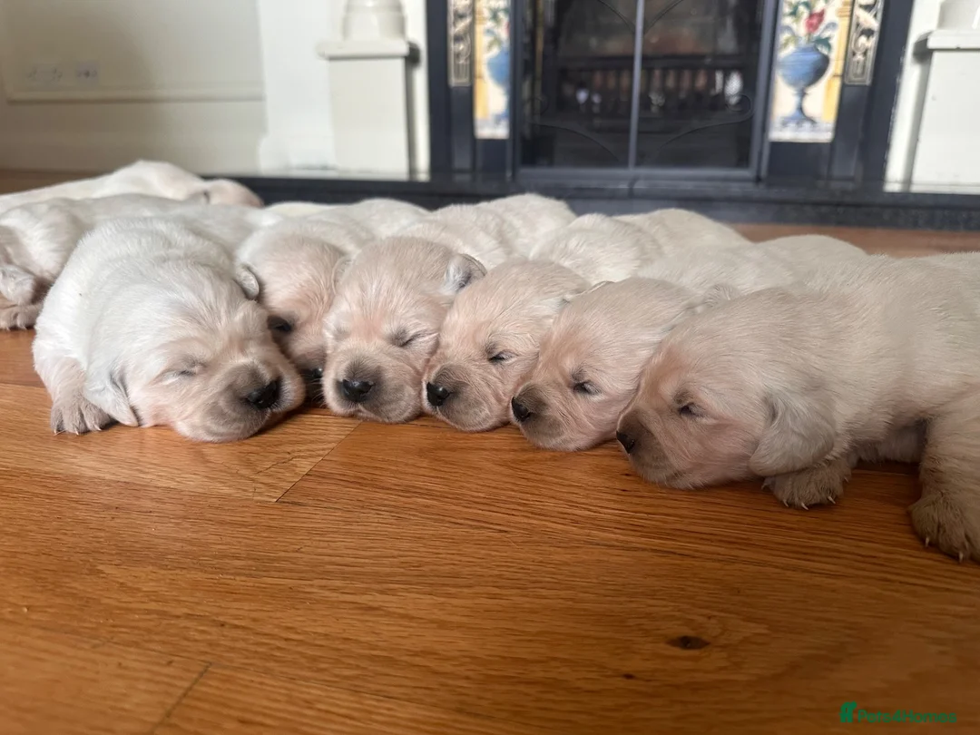 Golden Retriever dogs for sale: Golden retreivers  - Advert 9