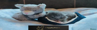 British Shorthair Kitten 1
