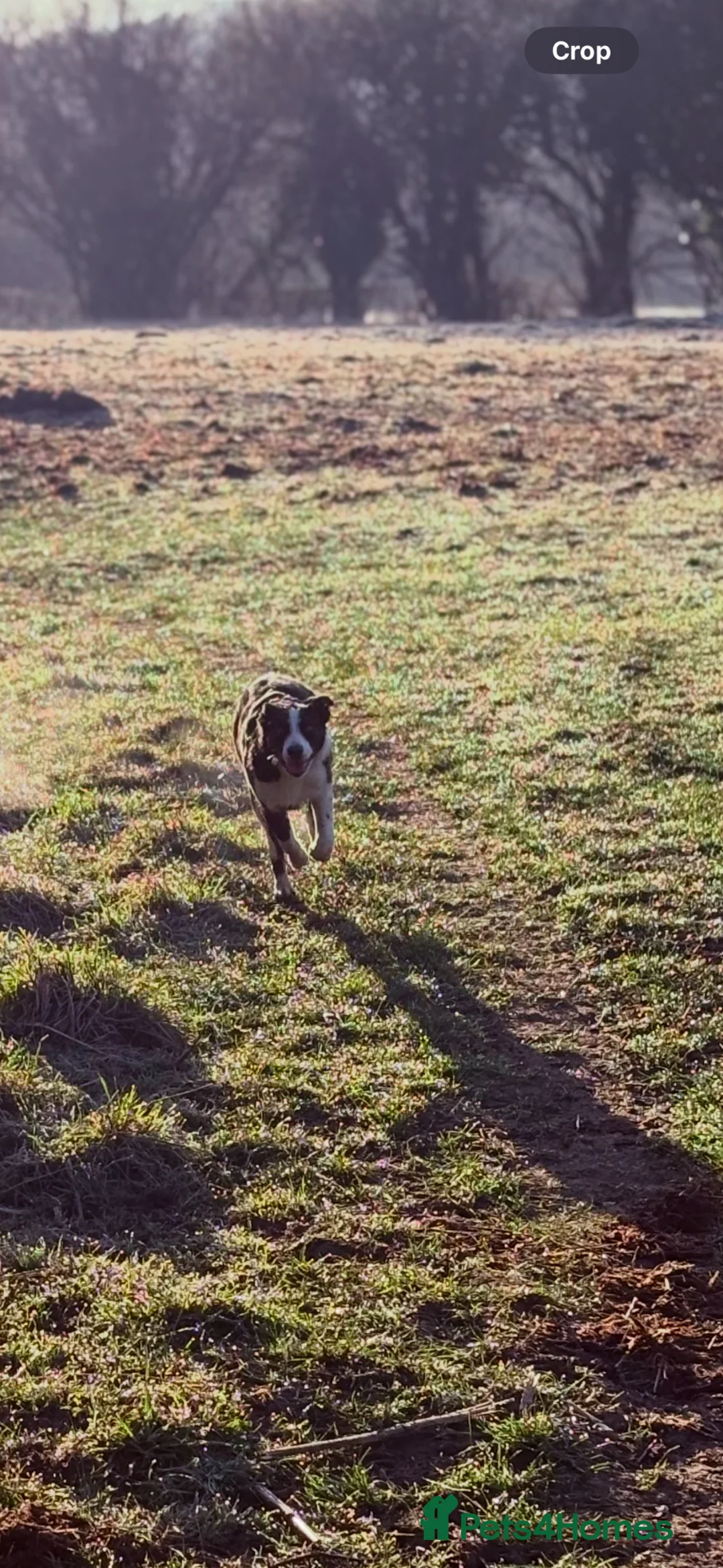 Border Collie dogs for sale: Handsome and friendly 1½-year-old Border Collie  - Advert 2