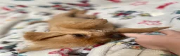 Mixed Breed dogs for sale: Jack Russell/ Yorkshire terrier puppy’s  in Pontypool - Advert 7