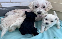 Poochon dogs for sale: Bichon and poodle mini  - Advert 8