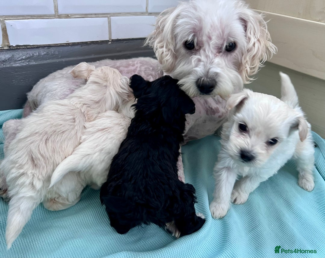 Poochon dogs for sale: Bichon and poodle mini  - Advert 8