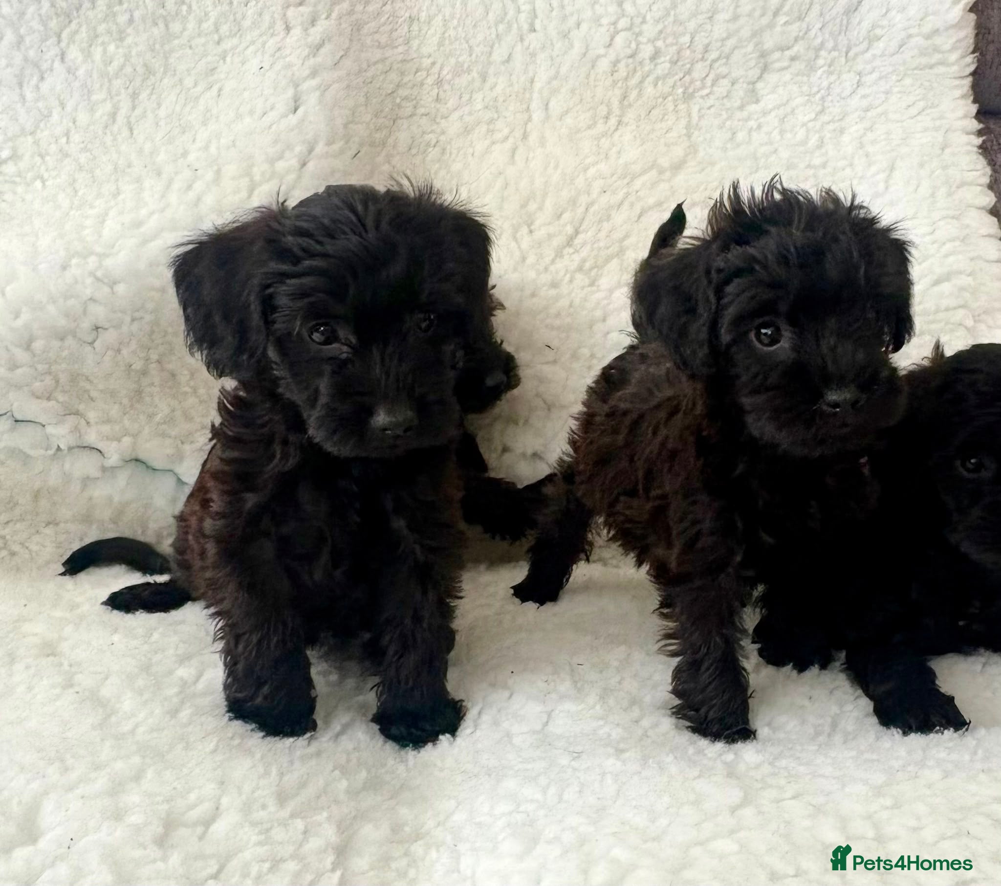Schnoodle dogs Schnoodle puppies  - Advert 2