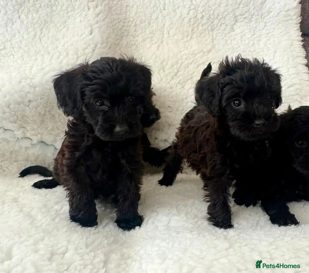 Schnoodle dogs for sale: Schnoodle puppies  - Advert 2
