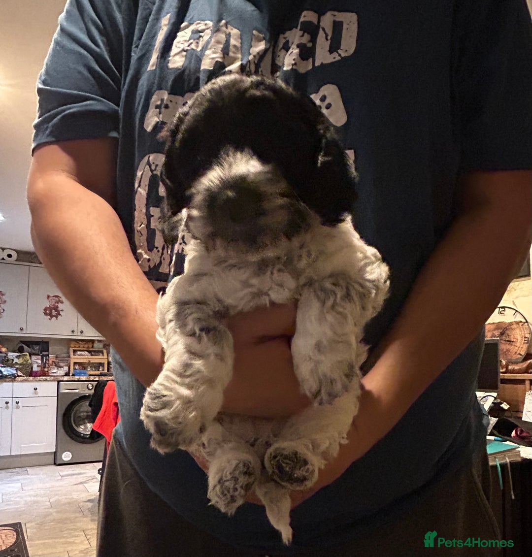 Cockapoo dogs for sale: Blue Roan F2 Female Cockapoo  - Advert 2