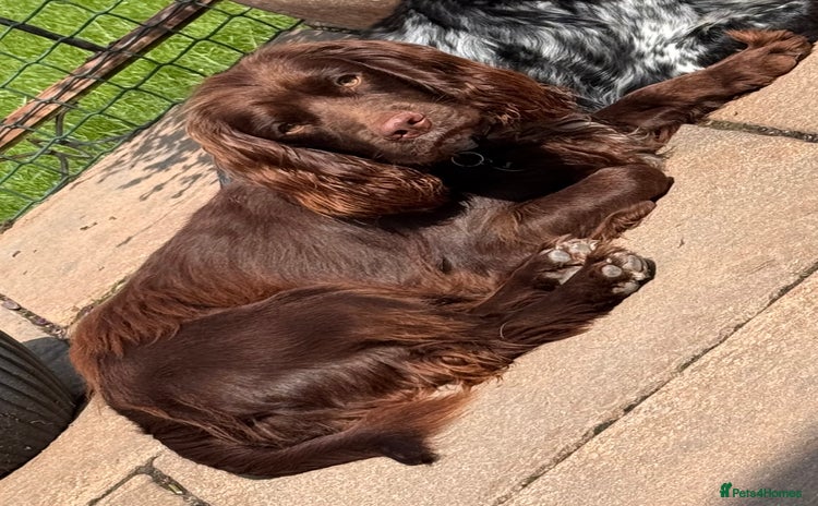 Cocker Spaniel dogs - Advert 9