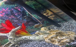 Cichlids fish for sale: Fluval Roma 240 FULL SET UP - Advert 4