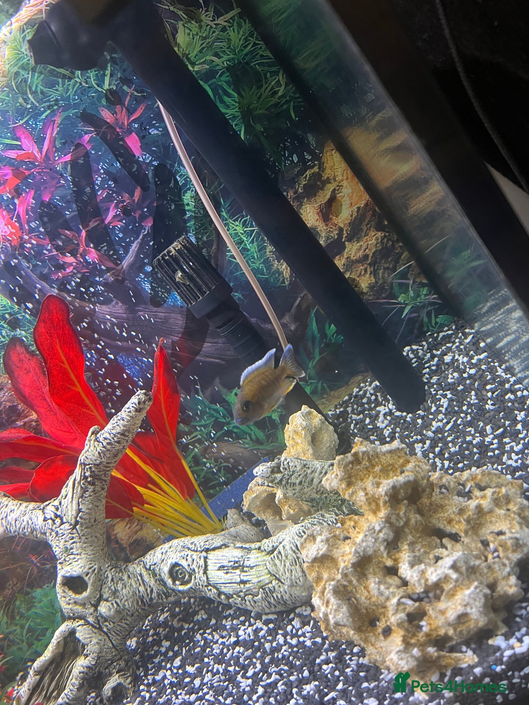 Cichlids fish for sale: Fluval Roma 240 FULL SET UP - Advert 4