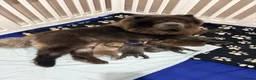 Chow Chow dogs for sale: Beautiful Chow Chow Puppies  - Advert 2