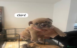 French Bulldog dogs for sale: Beautiful frenchies - Image 5