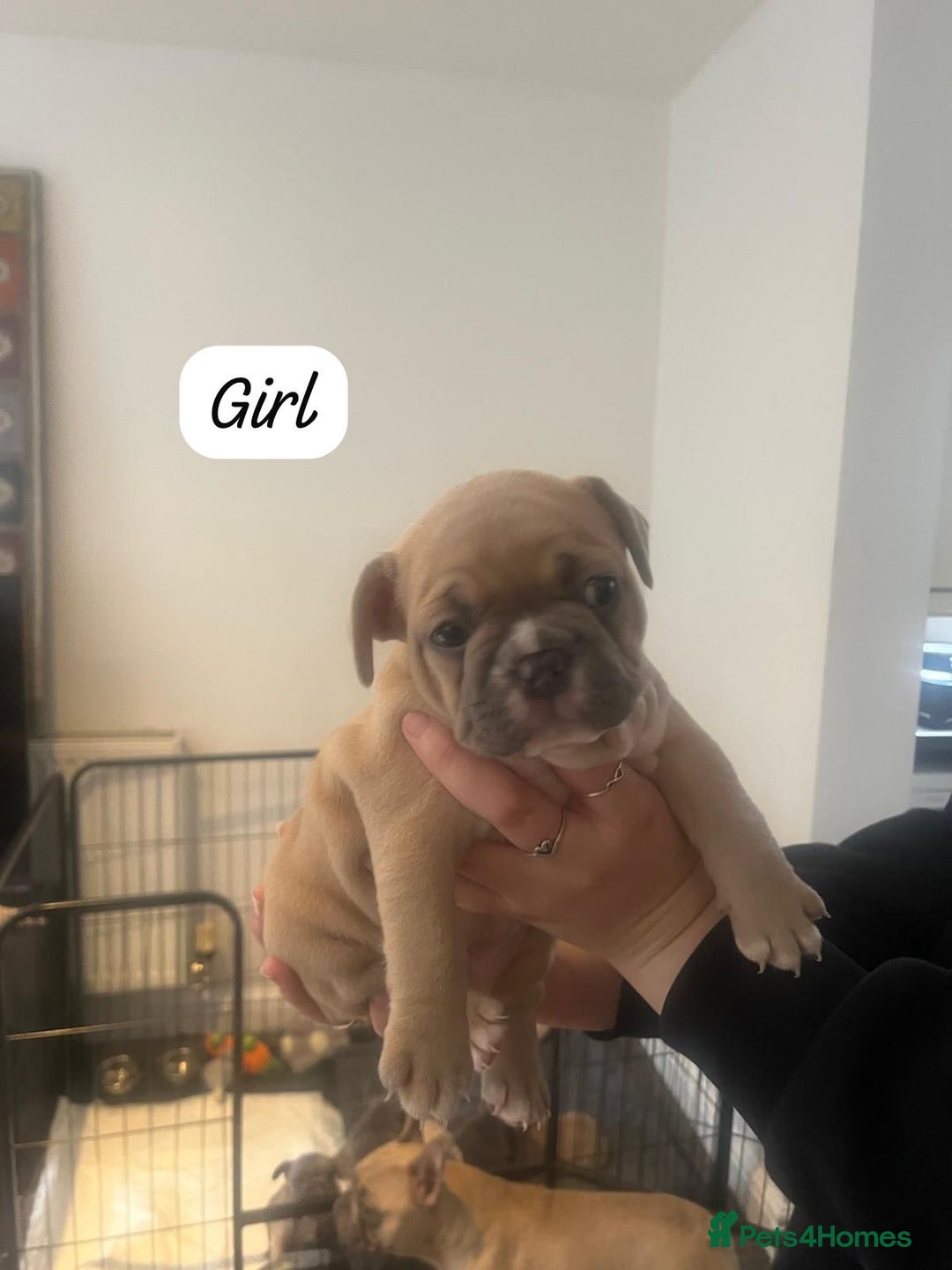 French Bulldog dogs for sale: Beautiful frenchies - Image 5