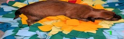 Mixed Breed dogs for sale: Unique Litter Miniature Dachshund & "Dameranian" - Advert 13