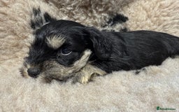 Miniature Schnauzer dogs for sale: Beautiful miniature schnauzers pups - Image 2