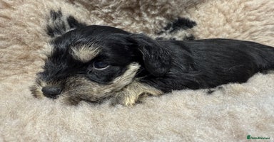 Miniature Schnauzer dogs - Advert 11