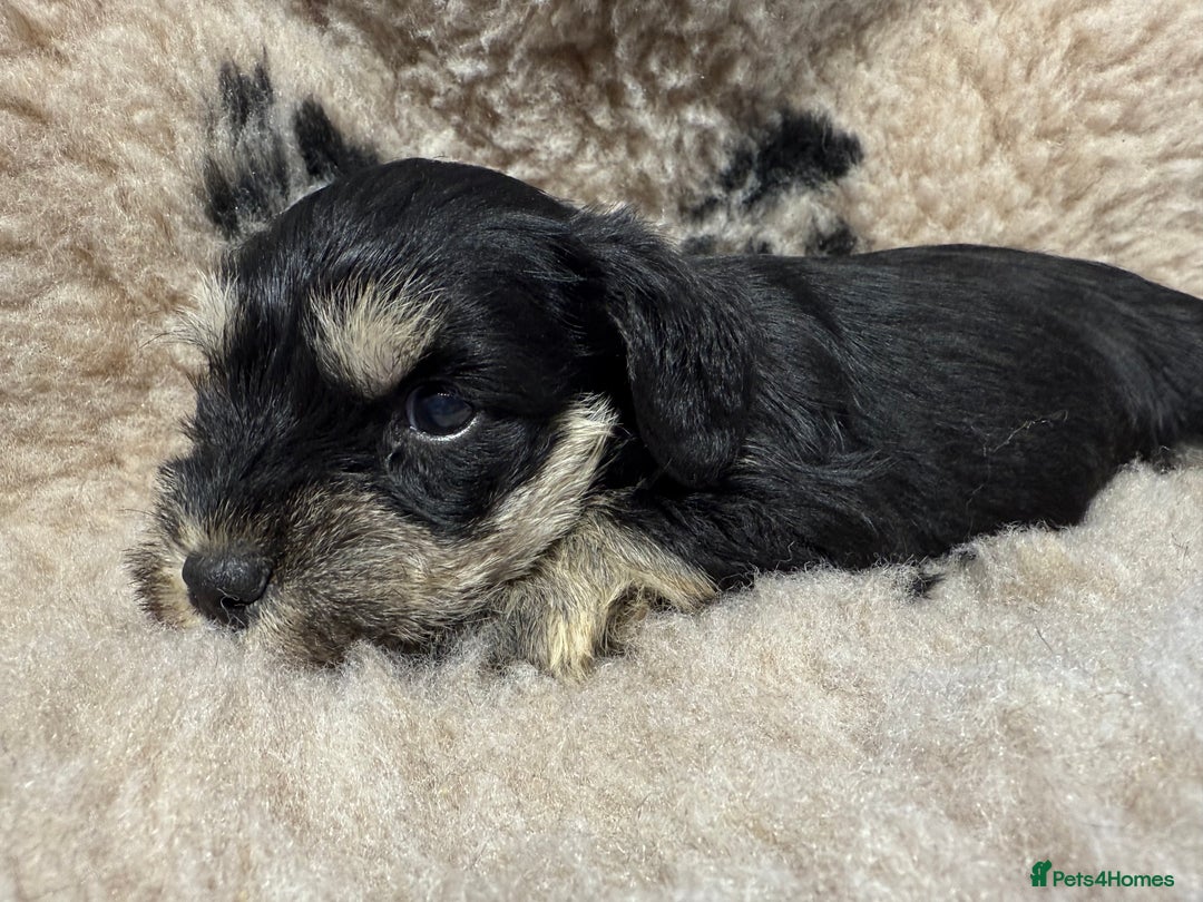 Miniature Schnauzer dogs for sale: Beautiful miniature schnauzers pups - Image 2