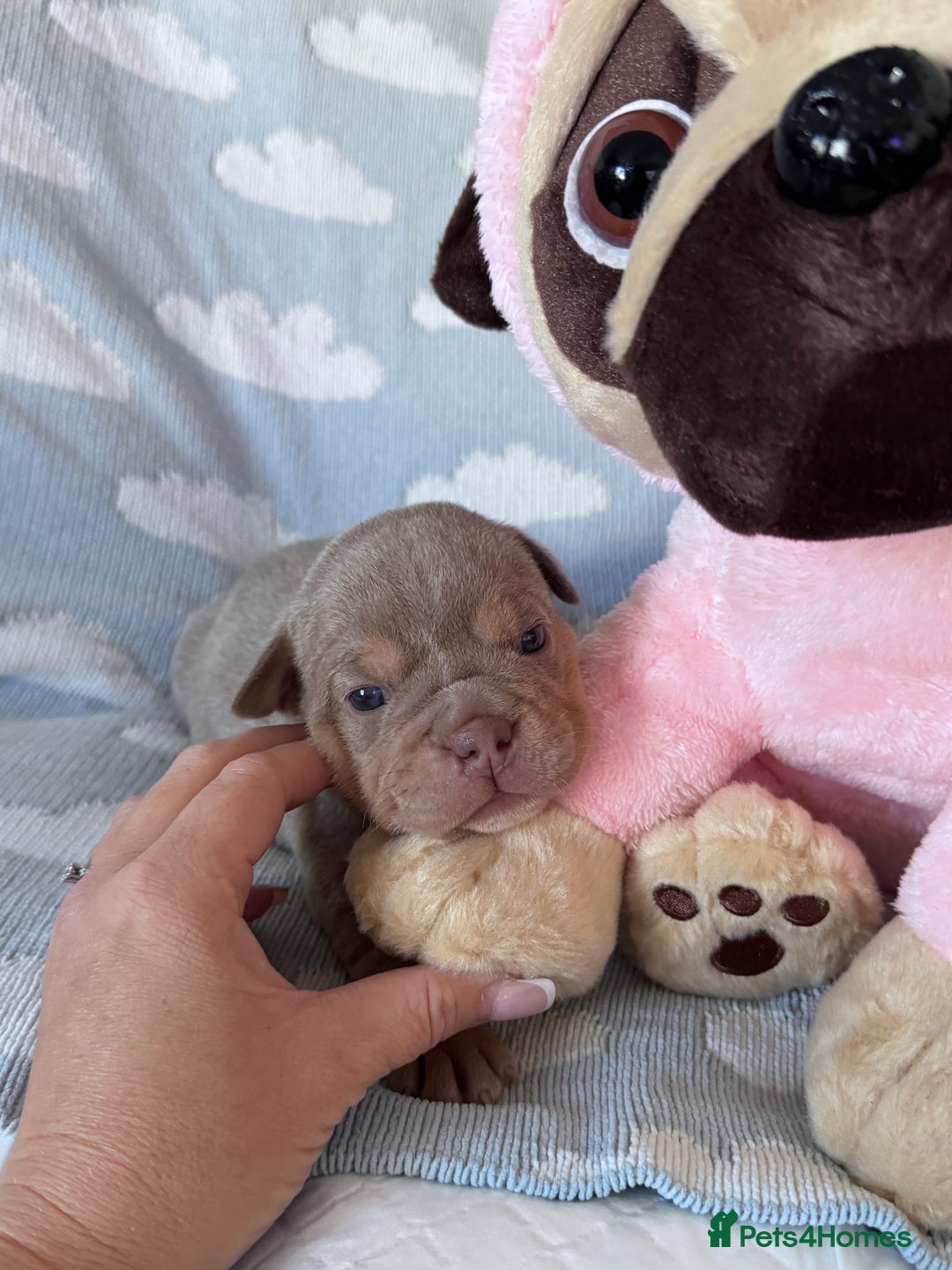 English Bulldog dogs for sale: Self Whelped Healthy English bulldog Babies❤️🤍 - Image 12
