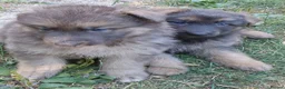 German Shepherd dogs for sale: German Shepherd puppies all colours ready end Aug - Advert 39
