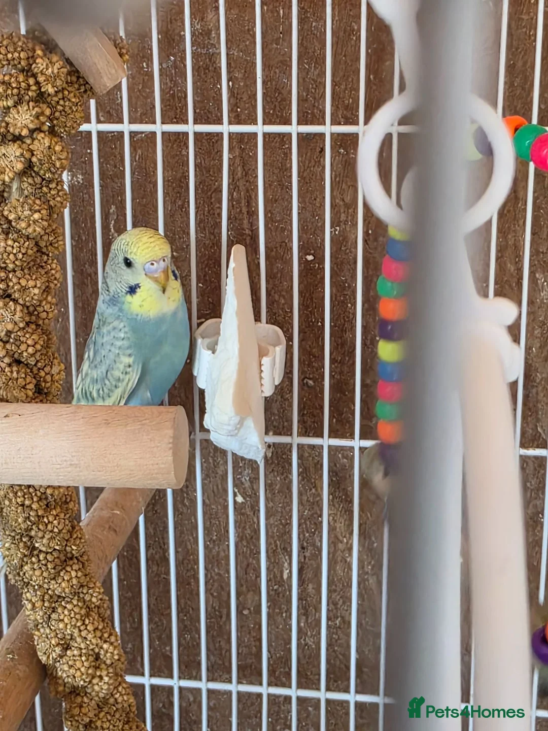 Budgerigars birds for sale: Beautiful Baby Budgies - Advert 10