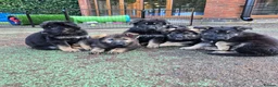 German Shepherd dogs for sale: Outstanding German Shepherd Puppies - Advert 3