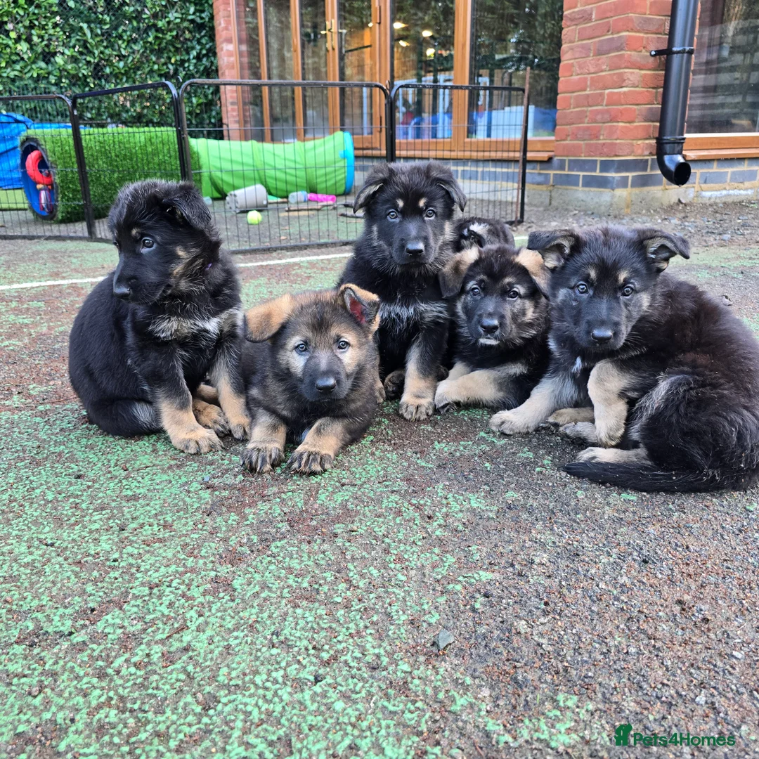 German Shepherd dogs for sale: Outstanding German Shepherd Puppies - Advert 3