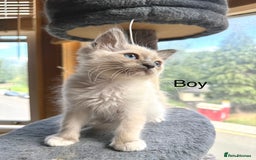 Ragdoll cats for sale: 4 beautiful ragdoll kittens  - Image 20