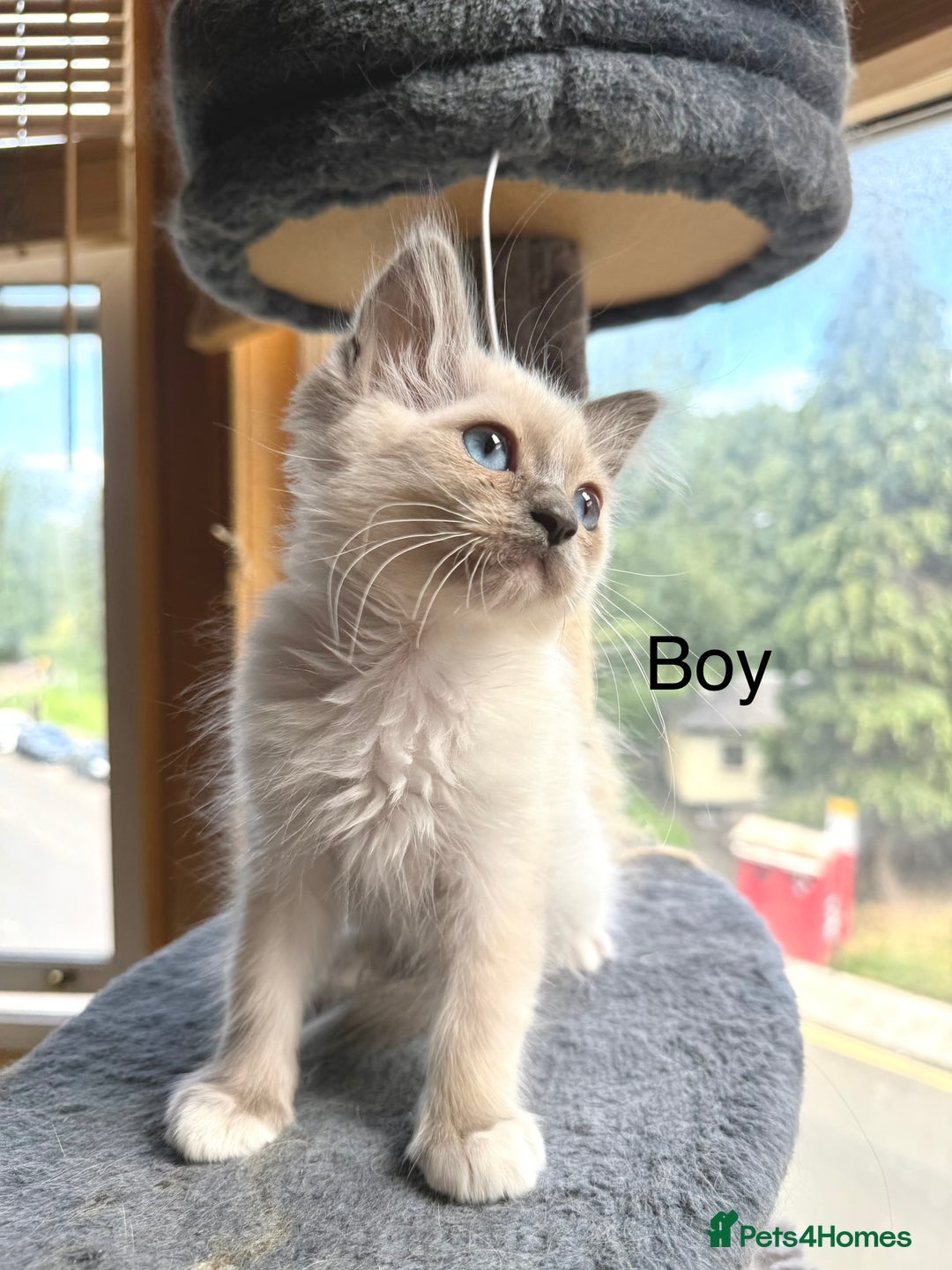 Ragdoll cats for sale: 4 beautiful ragdoll kittens  - Image 20