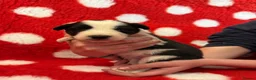 Border Collie dogs for sale: Beautiful Border Collie pups.  - Advert 2