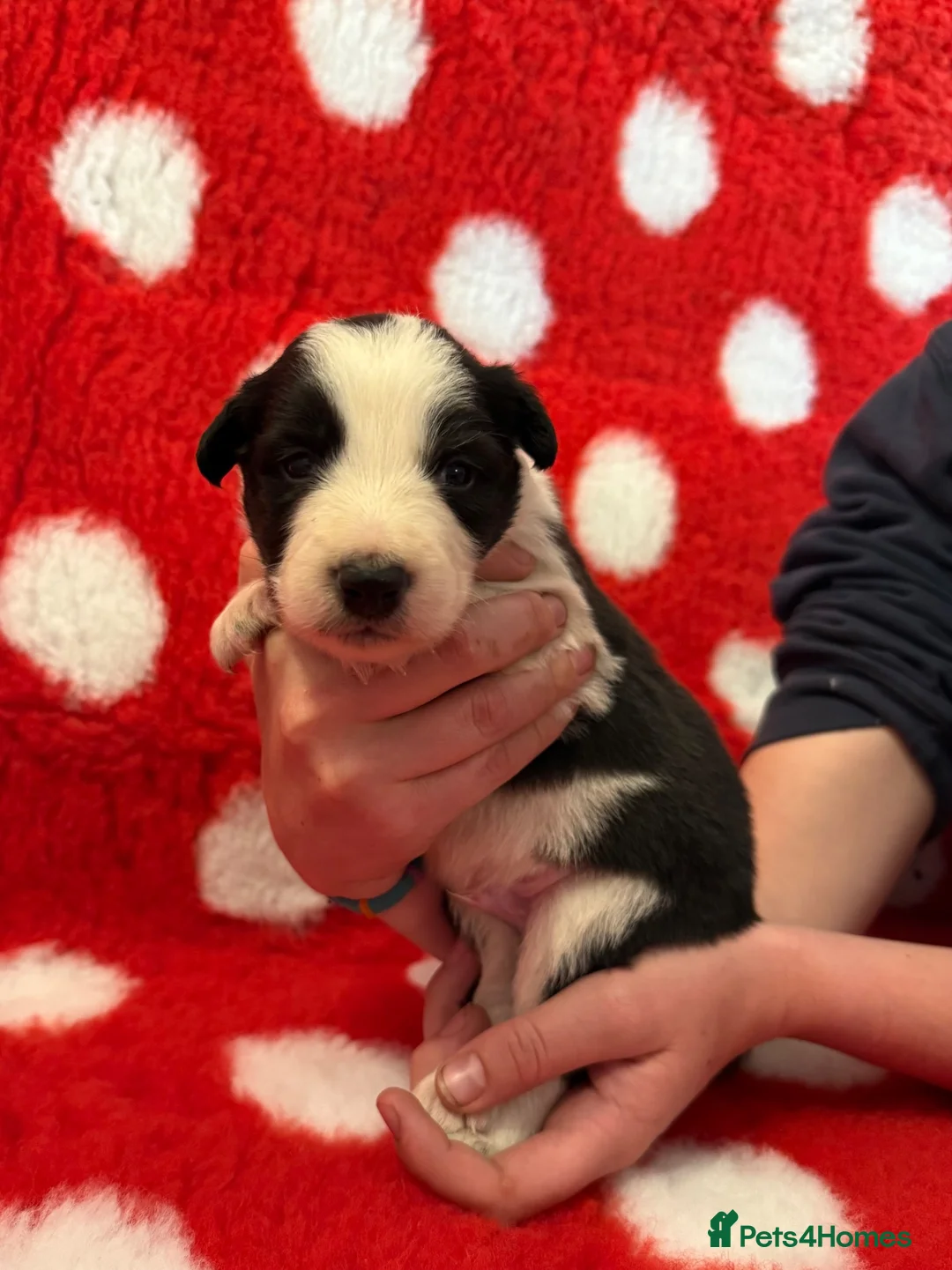 Border Collie dogs for sale: Beautiful Border Collie pups.  - Advert 2