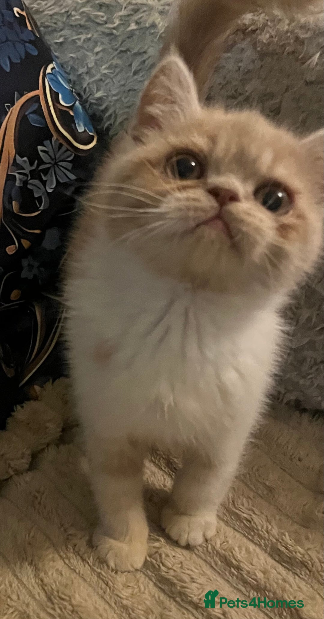 Exotic cats for sale: SHOW QUALITY EXOTICS KITTENS  - Advert 1